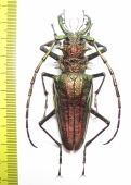 Psalidognathus friendi, male  Colombia 75mm  - INSECTS-STORE.RU