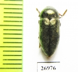 Julodella iranica  Iran, Kerman prov. - INSECTS-STORE.RU