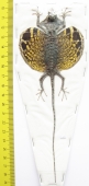 Draco volans, female  Indonesia, Java - INSECTS-STORE.RU