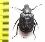 Osmoderma scabra  Canada - INSECTS-STORE.RU