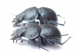 Lethrus potanini, pair  China - INSECTS-STORE.RU