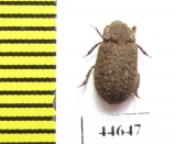 Trox aequalis  Canada - INSECTS-STORE.RU