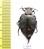 Meloe variegata  Kazakhstan - INSECTS-STORE.RU