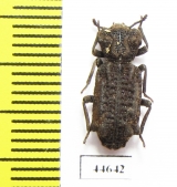 Phellopsis obcordata  Canada - INSECTS-STORE.RU