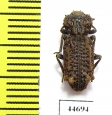 Phellopsis obcordata  Canada - INSECTS-STORE.RU