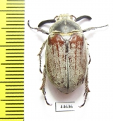 Melolontha hidalgoi  Spain - INSECTS-STORE.RU