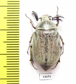 Melolontha hidalgoi  Spain - INSECTS-STORE.RU