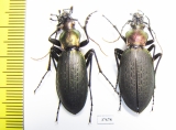 Carabus (Coptolabrus) jankowskii, pair  Russia, Far East - INSECTS-STORE.RU