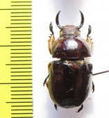 Didrepanephorus sp.  Vietnam - INSECTS-STORE.RU