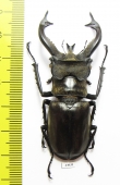 Lucanus tibetanus isakii  Myanmar 63mm - INSECTS-STORE.RU