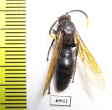 Scoliidae sp.  Madagascar - INSECTS-STORE.RU