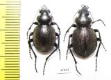 Callisthenes karelini vladimiri, pair  E.Kazakhstan - INSECTS-STORE.RU