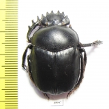 Scarabaeus acuticollis  Tajikistan - INSECTS-STORE.RU