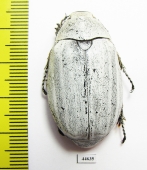 Lepidiota stigma  Indonesia, Sumatra - INSECTS-STORE.RU