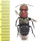 Staphylinidae sp.  Zambia - INSECTS-STORE.RU