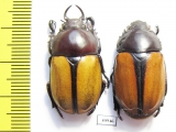 Fruhstorferia anthracina, pair  Malaysia - INSECTS-STORE.RU