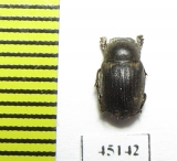 Sarophorus sp.  Malawi - INSECTS-STORE.RU