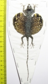 Draco volans, female  Indonesia, Java - INSECTS-STORE.RU