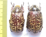 Polyphylla tonkinensis, pair  Thailand - INSECTS-STORE.RU