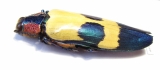 Chrysochroa buqueti  Malaysia - INSECTS-STORE.RU