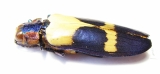 Chrysochroa buqueti  Malaysia - INSECTS-STORE.RU