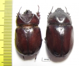Blabephorus pinguis, pair  Malaysia - INSECTS-STORE.RU
