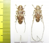 Cerambycidae sp., pair  India - INSECTS-STORE.RU