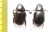 Dynastinae sp., pair  Ecuador - INSECTS-STORE.RU