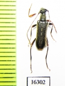 Idiopidonis pedalis  Canada - INSECTS-STORE.RU