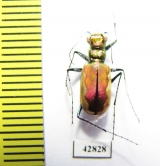 Cicindela lacteola lacteola  Kazakhstan - INSECTS-STORE.RU