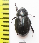 Dynastinae sp.  Ecuador - INSECTS-STORE.RU