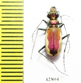 Cicindela lacteola lacteola  Kazakhstan - INSECTS-STORE.RU