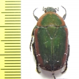 Pachnoda rubrocincta  Cote d'Ivoire - INSECTS-STORE.RU