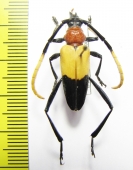 Pachyteria chewi  Malaysia, Borneo - INSECTS-STORE.RU