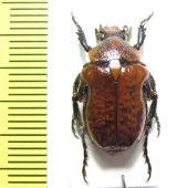 Cetoniinae sp.  Madagascar - INSECTS-STORE.RU