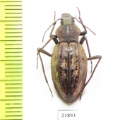 Tenebrionidae sp.  Namibia - INSECTS-STORE.RU