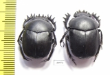 Scarabaeus pius, pair  Russia, Astrakhan reg. - INSECTS-STORE.RU