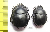 Scarabaeus pius, pair  Russia, Astrakhan reg. - INSECTS-STORE.RU