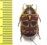 Pachnoda cordata dahomeyana  Togo - INSECTS-STORE.RU