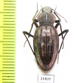 Tenebrionidae sp.  Namibia - INSECTS-STORE.RU