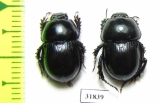 Phelotrupes imurai, pair China - INSECTS-STORE.RU