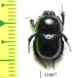 Phelotrupes imurai  China - INSECTS-STORE.RU