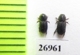 Aphodiinae sp.  Vietnam - INSECTS-STORE.RU