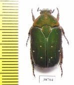 Pachnoda rubriventris rubrocinctoides  Congo - INSECTS-STORE.RU