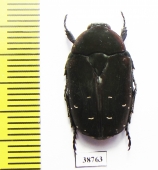 Pachnoda sp.  Cote d'Ivoire - INSECTS-STORE.RU