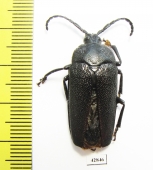 Holonotus laevithorax  Mexico  - INSECTS-STORE.RU