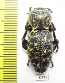 Zopherus sp.  Mexico - INSECTS-STORE.RU