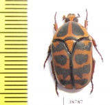 Pachnoda cordata tigris  Togo - INSECTS-STORE.RU