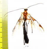Ichneumonoidea sp.  Honduras - INSECTS-STORE.RU