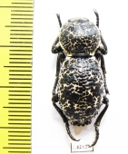 Zopherus sp.  Mexico - INSECTS-STORE.RU